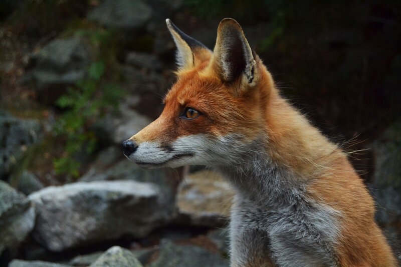 Red Fox in Profile — Orange, Alert, Photograph, Rocks