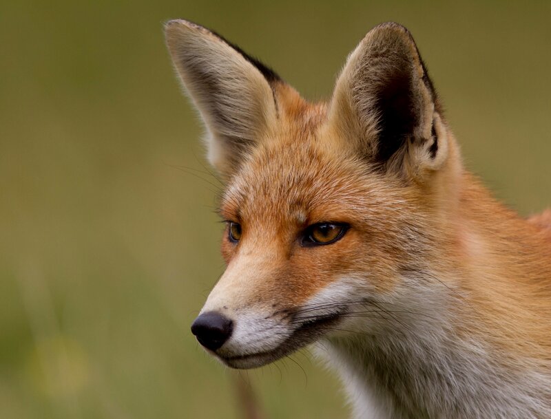 Red Fox in Profile — Orange, Alert, Photograph