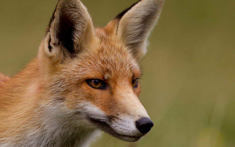 Red Fox in Profile — Orange, Alert