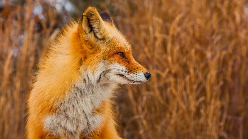 Red Fox in Profile — Orange, Calm, Autumn