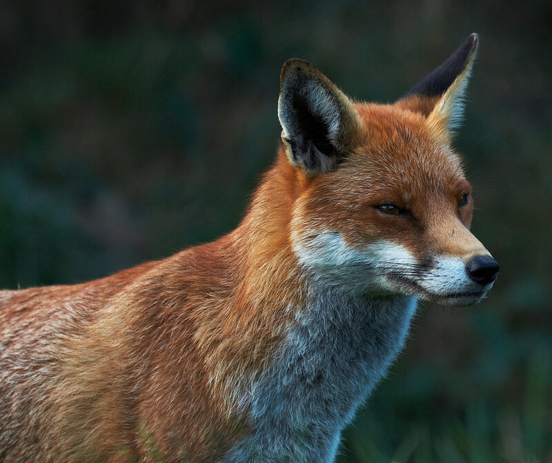 Red Fox in Profile — Orange, Calm, Photograph