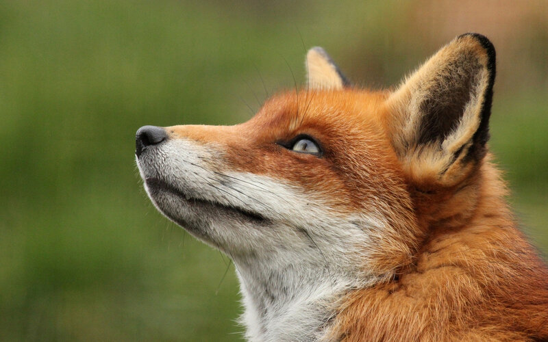 Red Fox in Profile — Orange, Calm