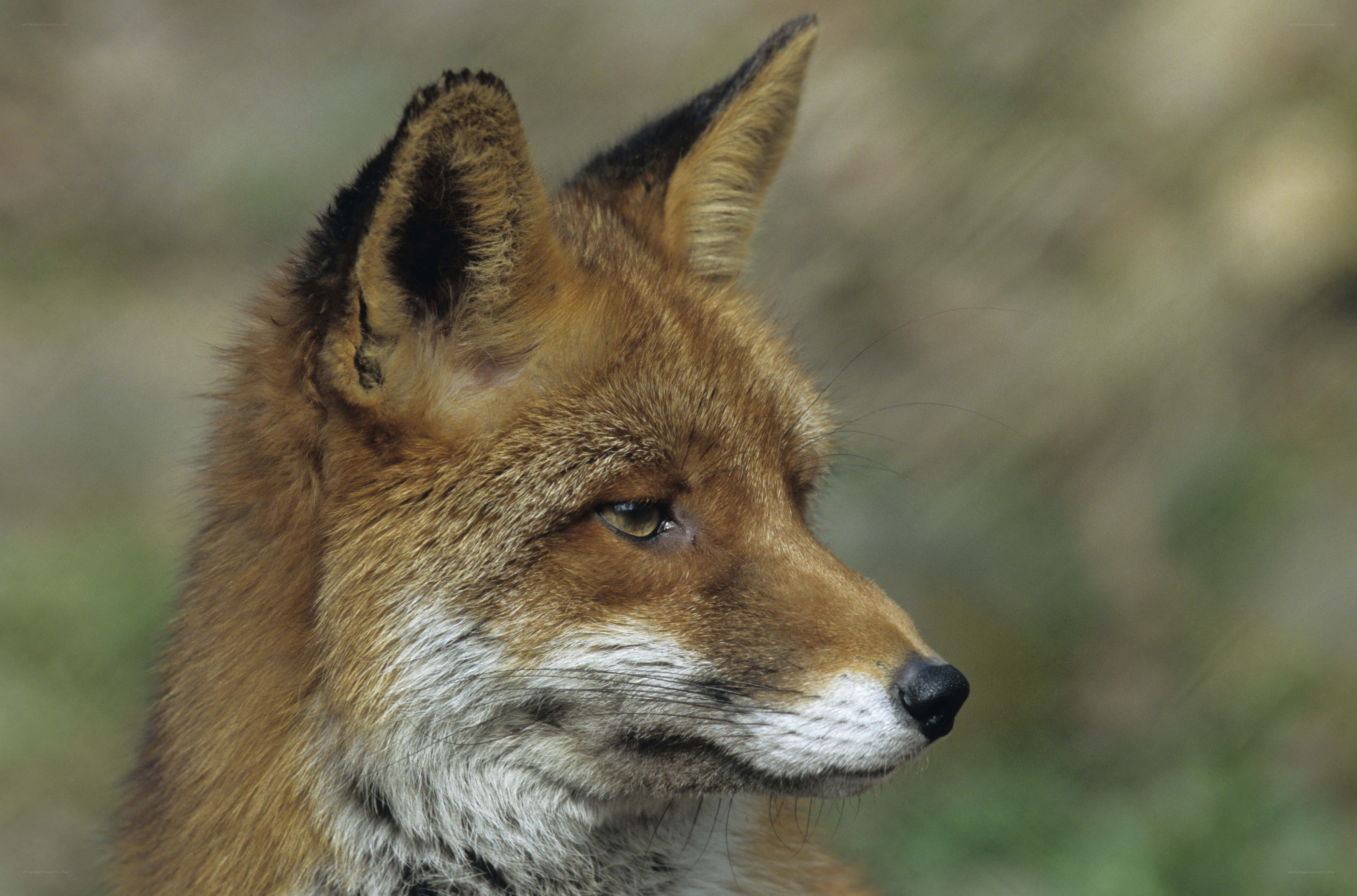 Red fox in profile