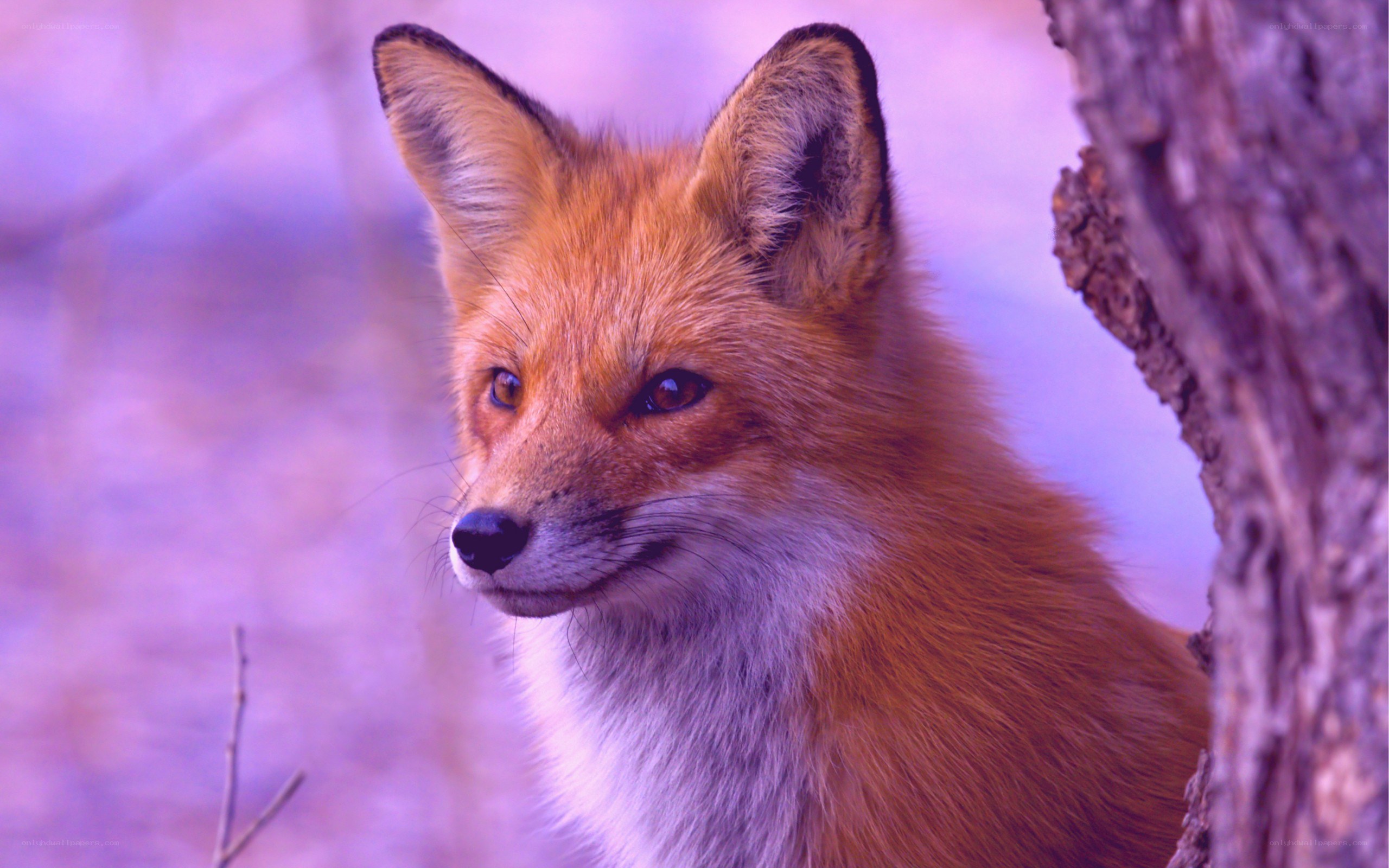 Red fox in purple light