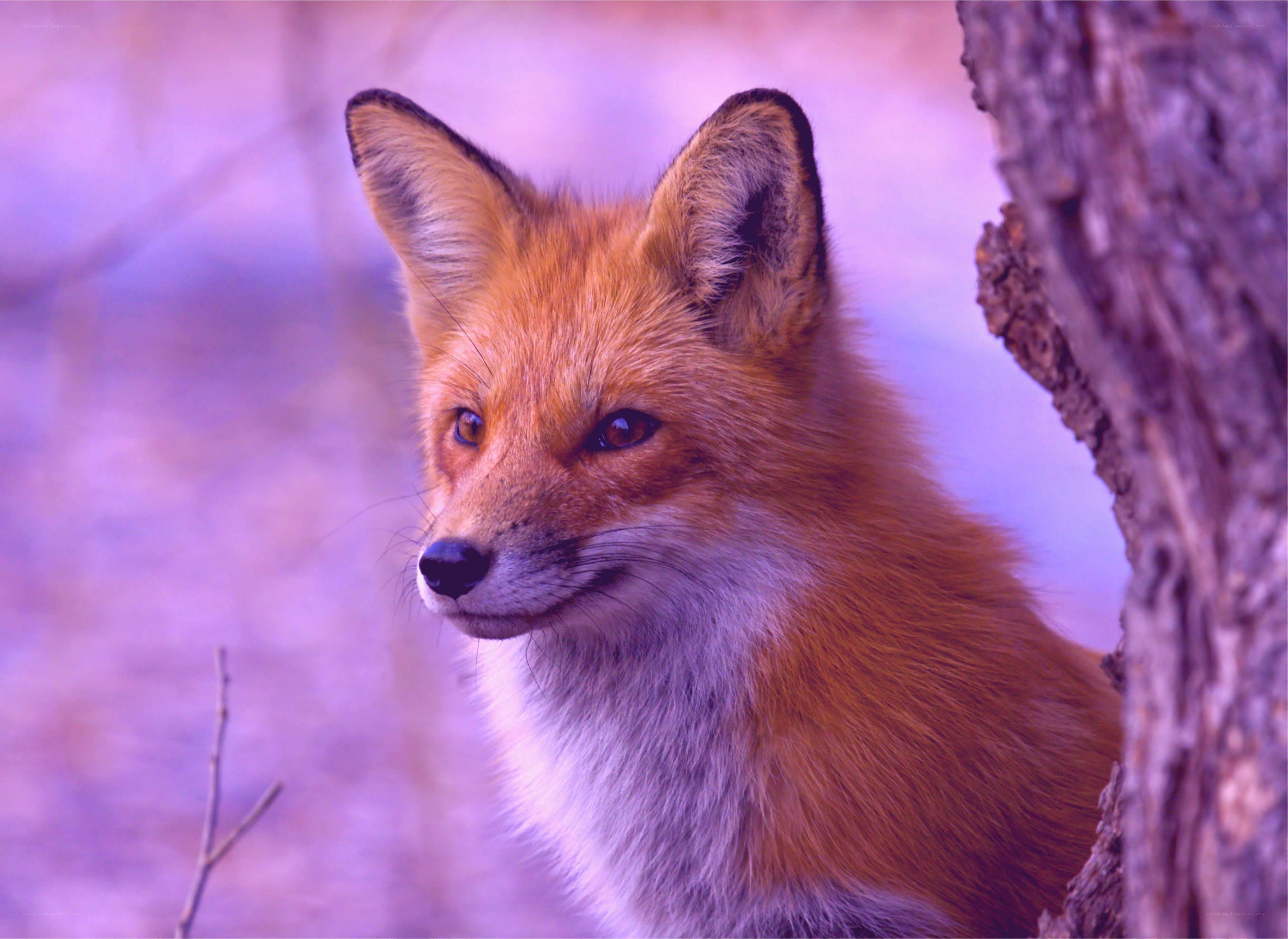 Red fox in purple light