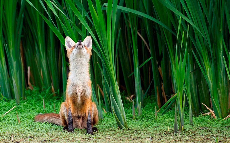 Red Fox in Reeds — Green