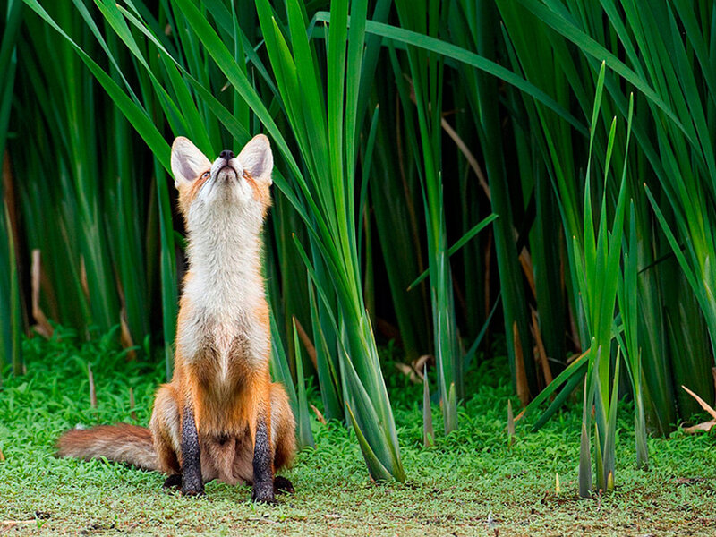 Red Fox in Reeds