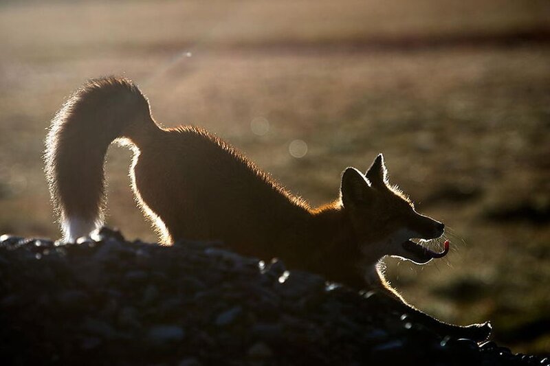 Red Fox in Silhouette