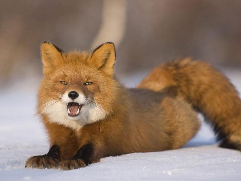 Red Fox in Snow — Brown, Alert