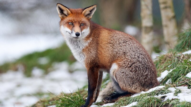 Red Fox in Snow — Brown, Alert, Winter, Photograph, Grass