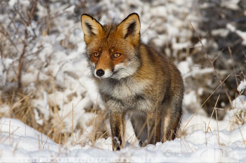 Red Fox in Snow — Brown, Alert, Winter, Photograph
