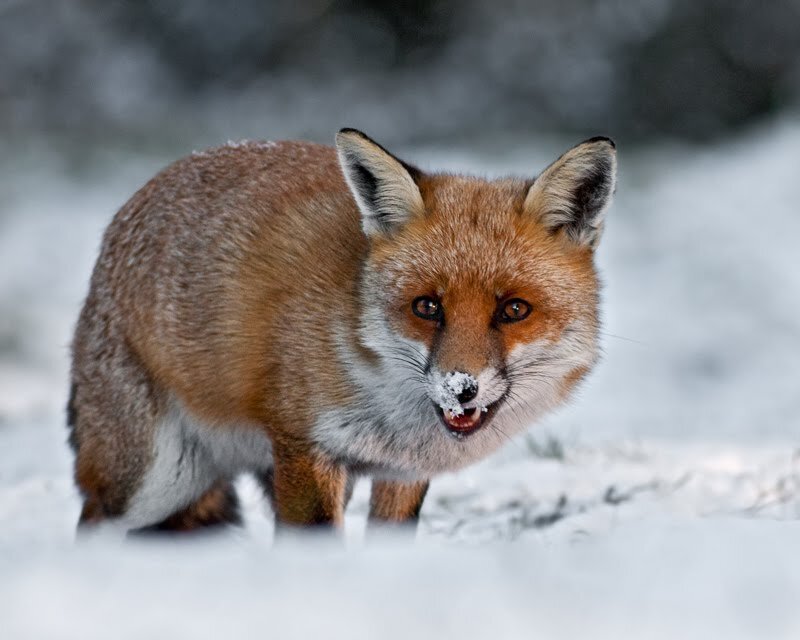 Red Fox in Snow — Brown, Alert, Winter