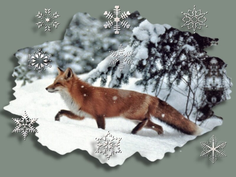 Red Fox in Snow — Brown, Calm