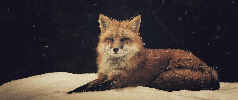 Red Fox in Snow — Brown, Calm, Winter, Photograph, Dark Background