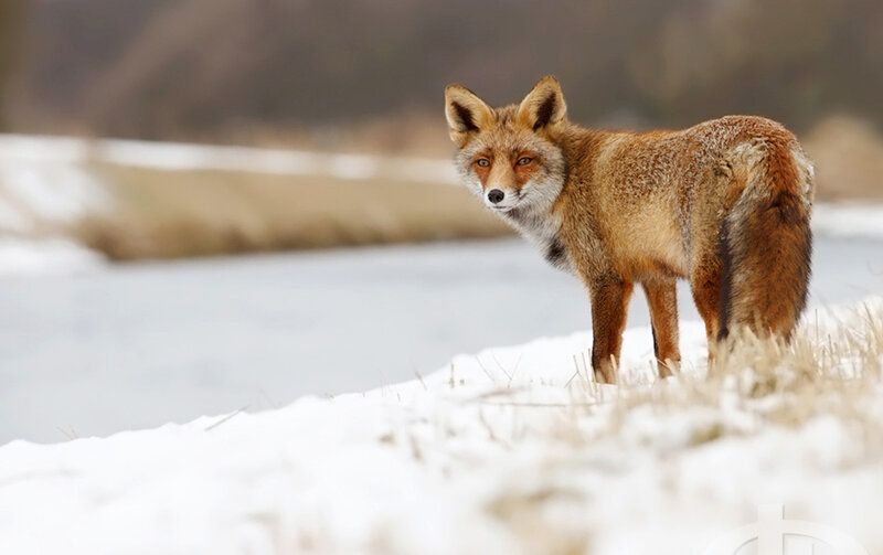 Red Fox in Snow — Brown, Calm, Winter, Photograph, River
