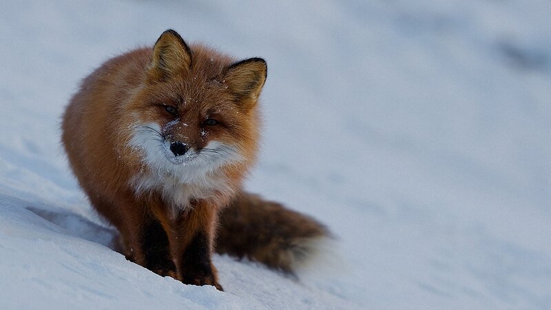 Red Fox in Snow — Brown, Calm, Winter, Photograph