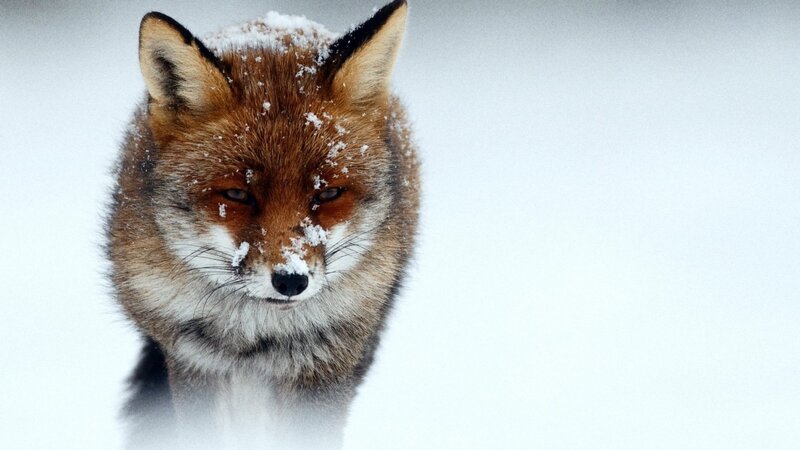 Red Fox in Snow — Brown, Calm, Winter, Photograph, White Background