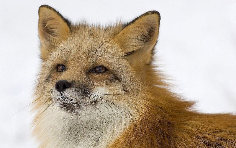 Red Fox in Snow — Brown, Calm, Winter