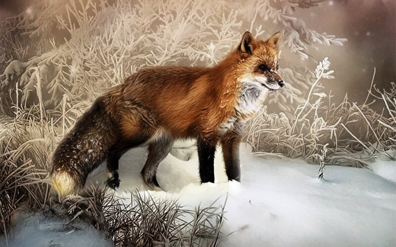 Red Fox in Snow — Brown, Cold