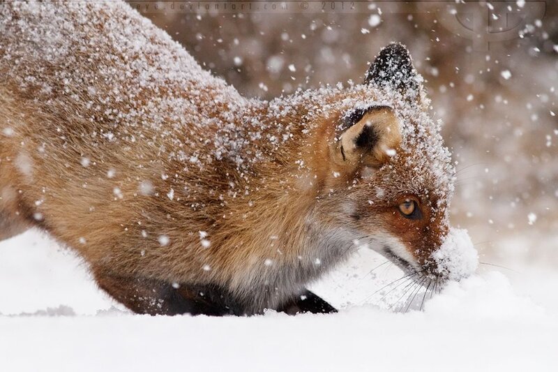 Red Fox in Snow — Brown, Cold, Winter, Photograph