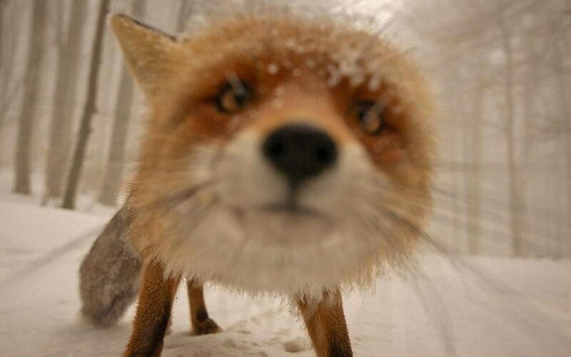 Red Fox in Snow — Brown, Cold, Winter, Photograph, Trees