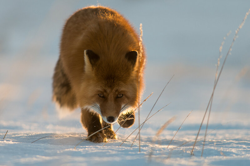 Red Fox in Snow — Brown, Dramatic