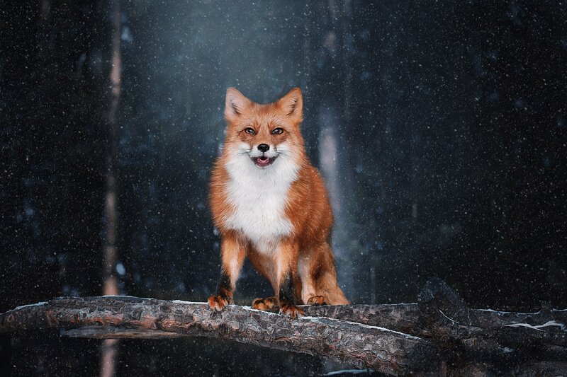 Red Fox in Snow — Brown, Dramatic, Winter