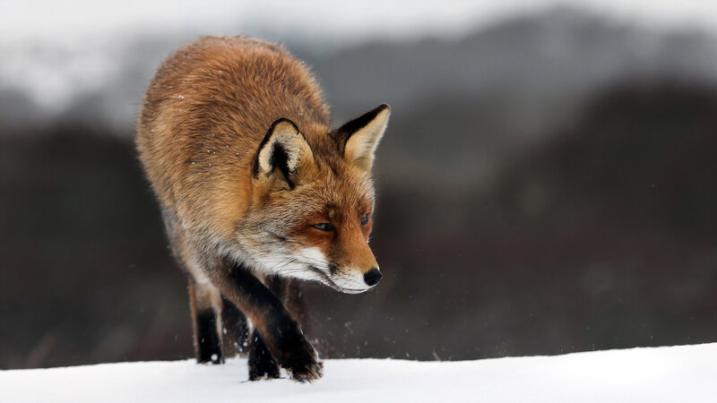 Red Fox in Snow — Brown, Focused