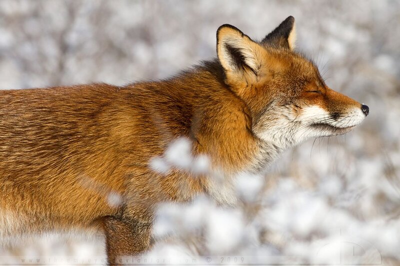 Red Fox in Snow — Brown, Serene