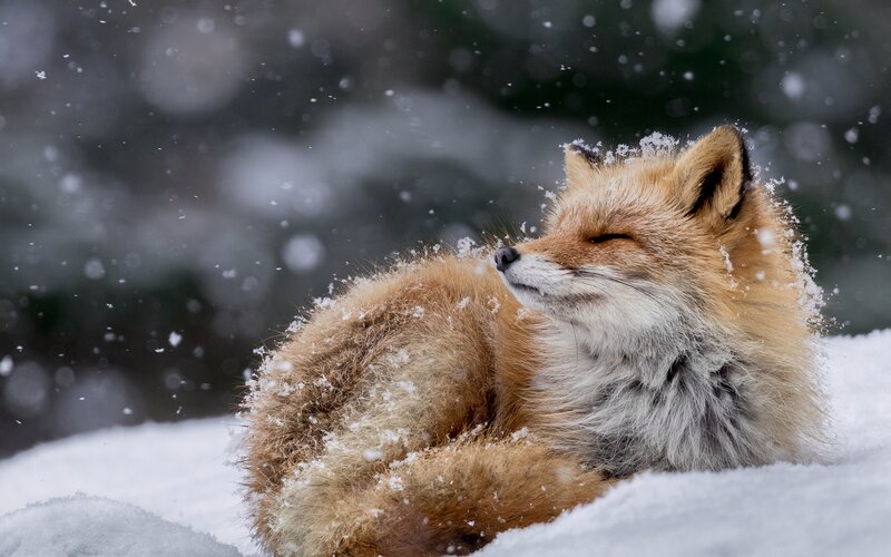 Red Fox in Snow — Brown, Serene, Winter