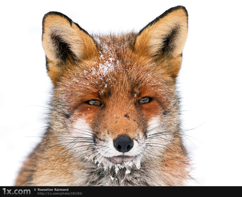 Red Fox in Snow — Brown