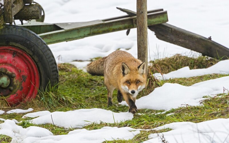 Red Fox in Snow — Calm