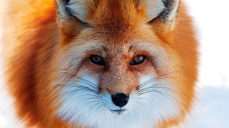 Red Fox in Snow — Calm, Winter