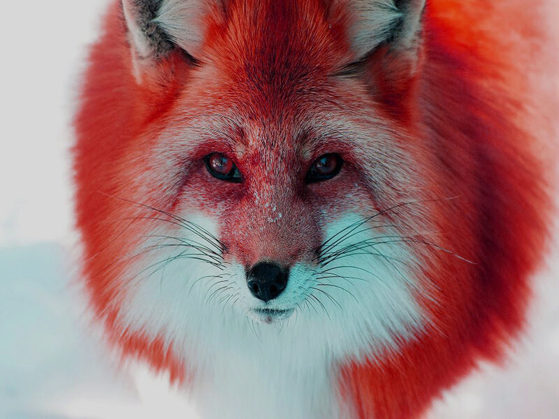Red Fox in Snow — Intense