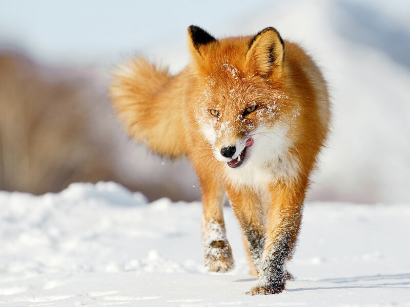 Red Fox in Snow — Orange, Active