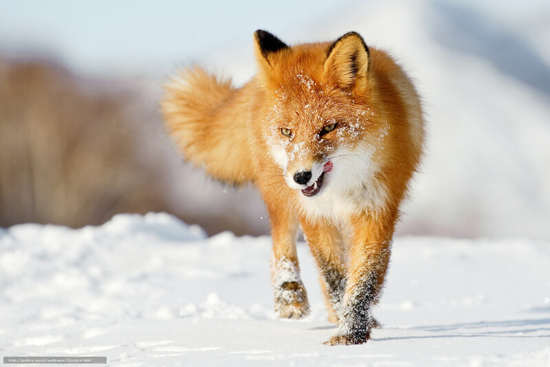 Red Fox in Snow — Orange, Active, Winter, Photograph, Mountains