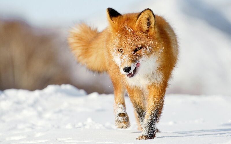 Red Fox in Snow — Orange, Active, Winter, Photograph