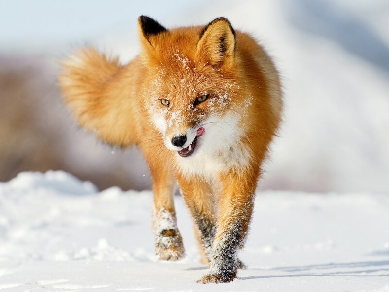 Red Fox in Snow — Orange, Active, Winter