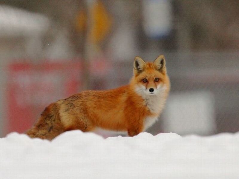 Red Fox in Snow — Orange, Alert, Winter, Photograph, Background Blur