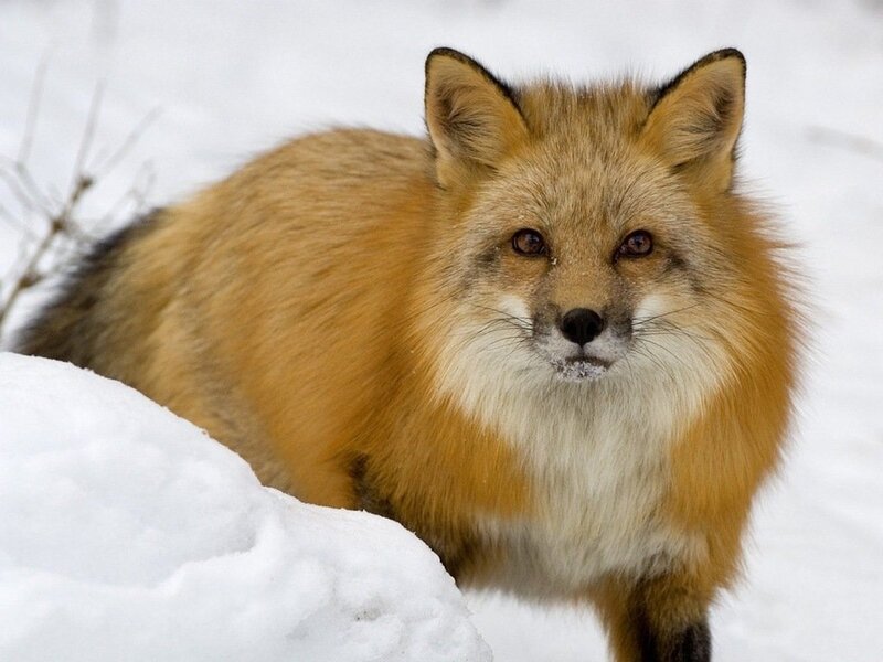 Red Fox in Snow — Orange, Alert, Winter, Photograph, Branches