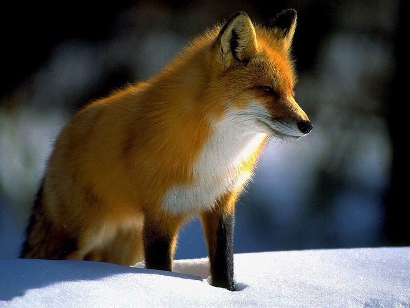 Red Fox in Snow — Orange, Alert, Winter, Photograph, Forest