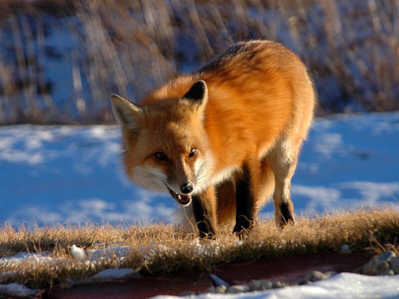Red Fox in Snow — Orange, Alert, Winter, Photograph, Grass