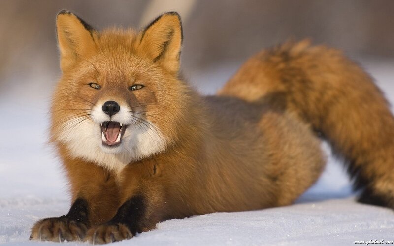 Red Fox in Snow — Orange, Alert, Winter, Photograph, Tail