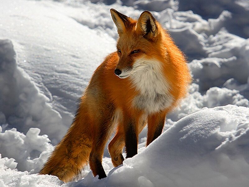 Red Fox in Snow — Orange, Alert, Winter, Photograph