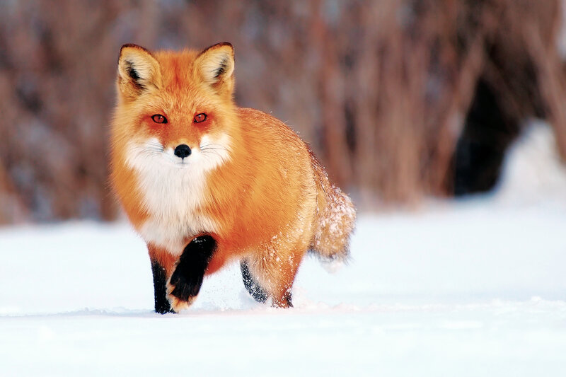 Red Fox in Snow — Orange, Alert, Winter, Photograph, Trees, Forest