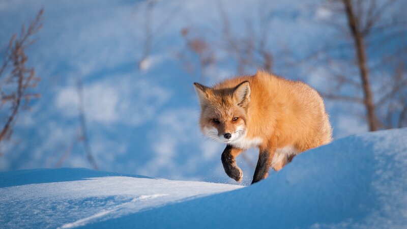 Red Fox in Snow — Orange, Alert, Winter, Photograph, Trees, Sunlight