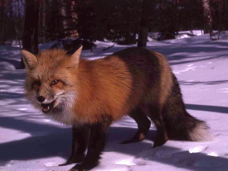Red Fox in Snow — Orange, Alert, Winter, Photograph, Trees