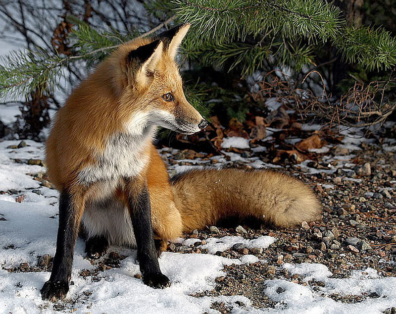 Red Fox in Snow — Orange, Alert, Winter