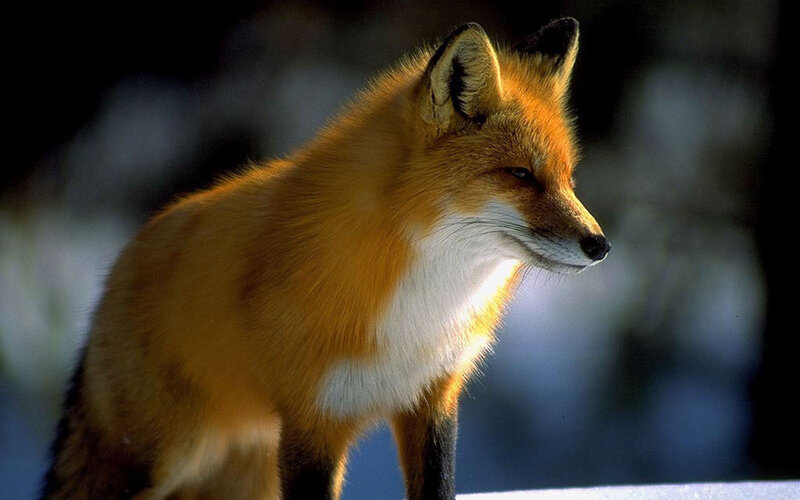 Red Fox in Snow — Orange, Calm