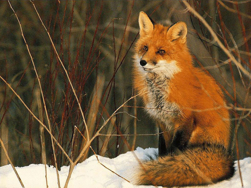 Red Fox in Snow — Orange, Calm, Winter, Photograph, Branches
